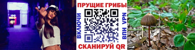 Псилоцибиновые грибы Psilocybine cubensis Чапаевск